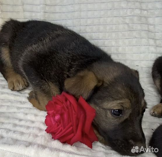 Отдам в добрые руки