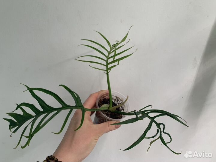 Филодендрон тортум