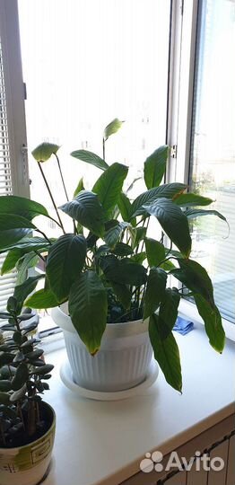 Спатифиллум (женское счастье)