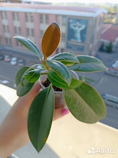 Фикус Мелани