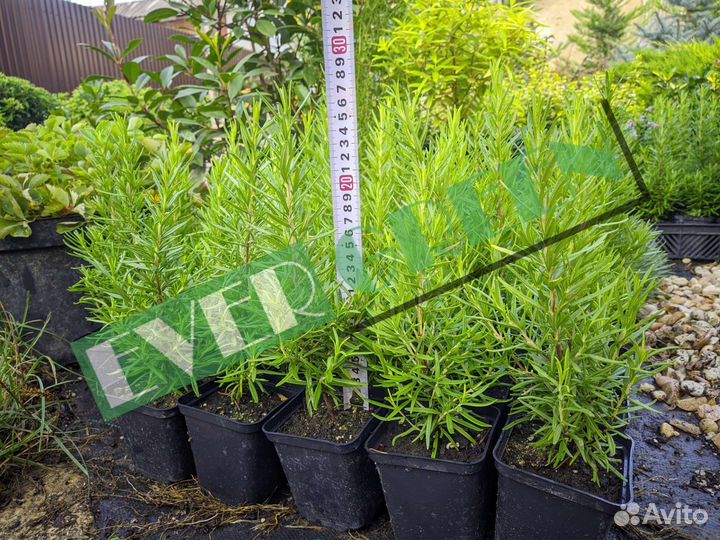 Розмарин,овсяница сизая,гибискус гвоздика турецкая