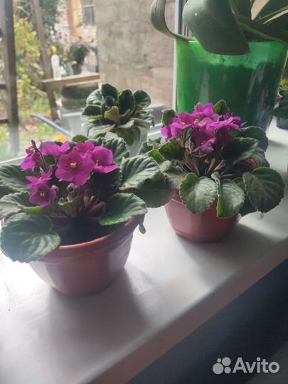 Фиалка в горшках