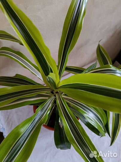 Драцена Песня Индии и другие, антуриум, агланема