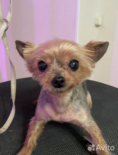 Стрижка собак и кошек