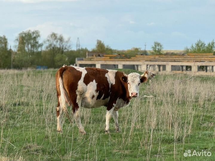 Молочная порода крс