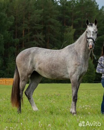 Спортивные лошади из Европы