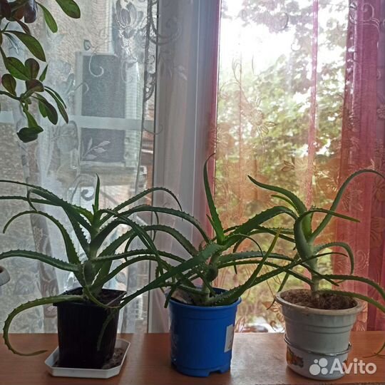 Комнатные цветы алоэ