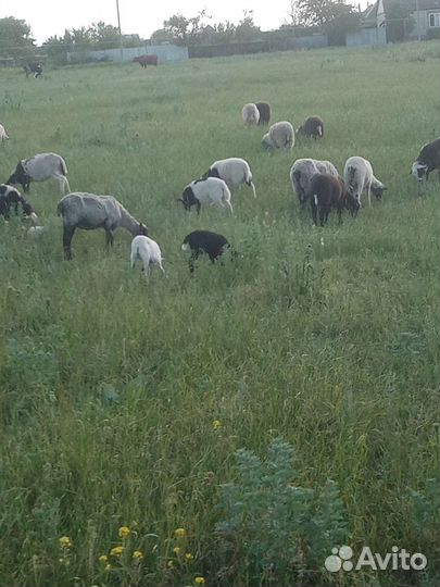 Баранчики от дорпера