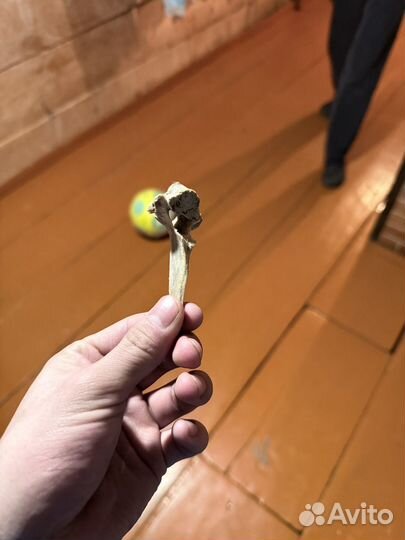 Хребтовая кость