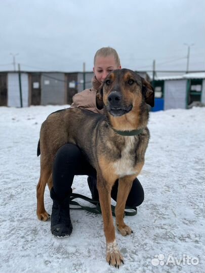 Приютский пёс станет верным другом