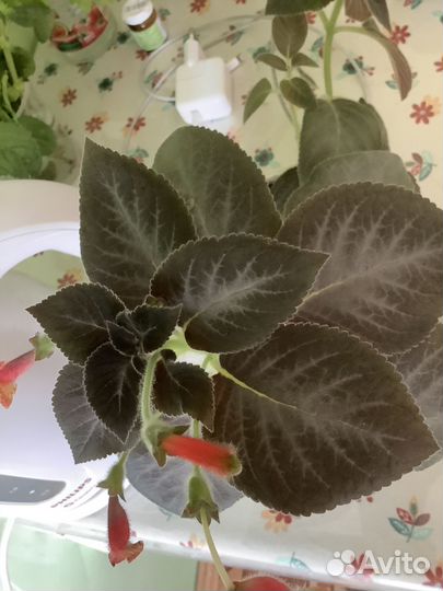 Домашние растения цветы