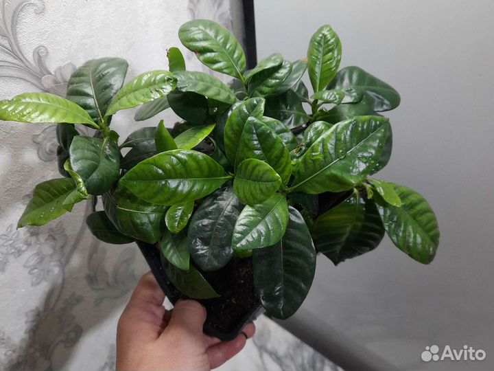 Гардения жасминовидная. Асплениум