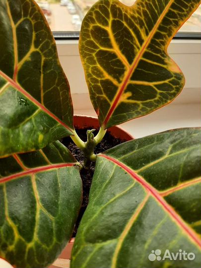 Кодиеум кротон