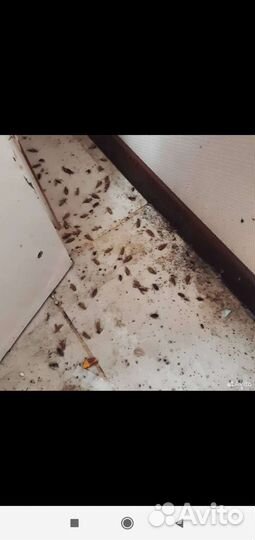 Обработка от клопов тараканов Комаров и так далее