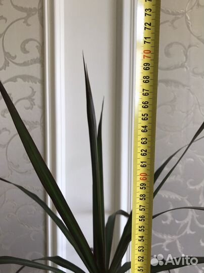 Драцена маргината