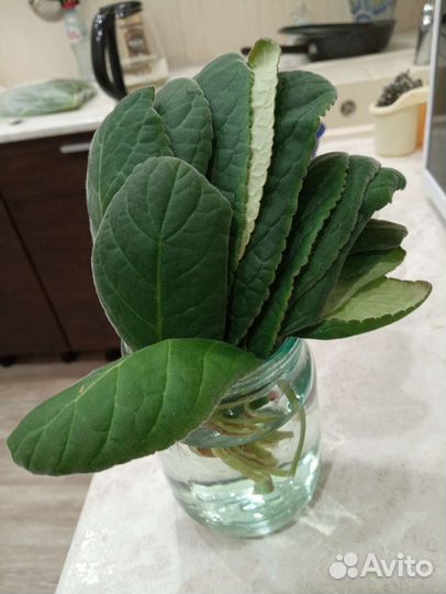 Глоксиния розовая