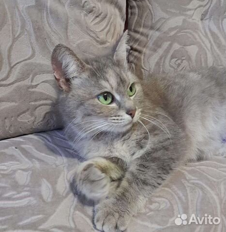 Зеленоглазая красотка кошечка кошка