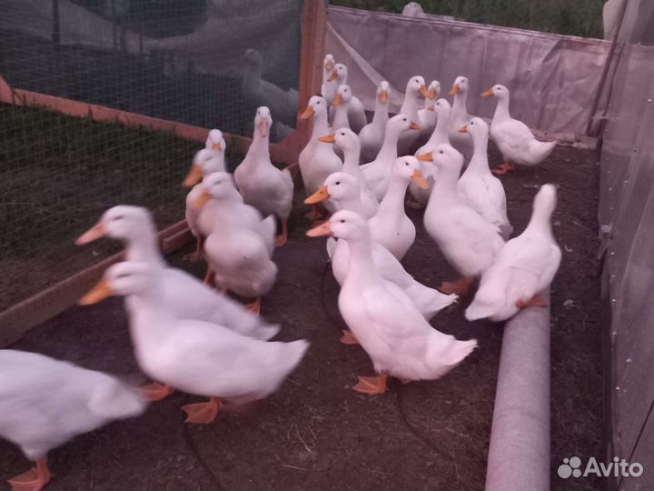 Утки,гуси серые, холмогоры, индейка, бойлера