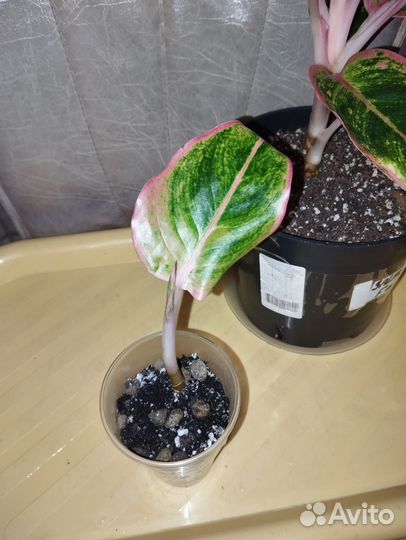 Аглоанема Амели