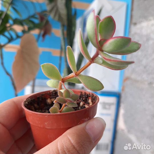 Суккуленты