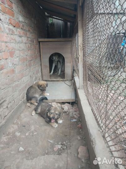 Собаки бесплатно в добрые руки щенки