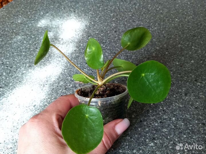 Пилея пеперомиевидная