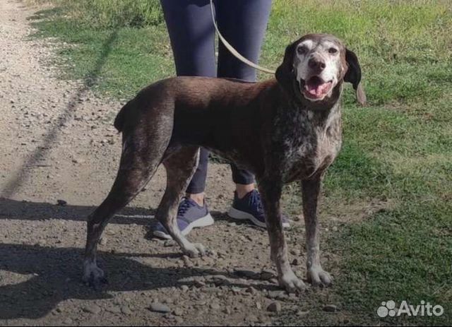 Курцхаар в добрые руки