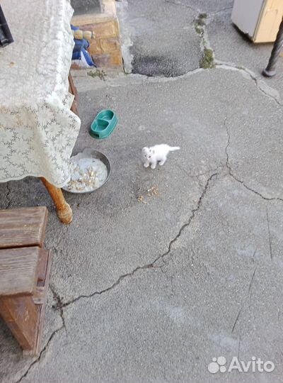 Продаются котята