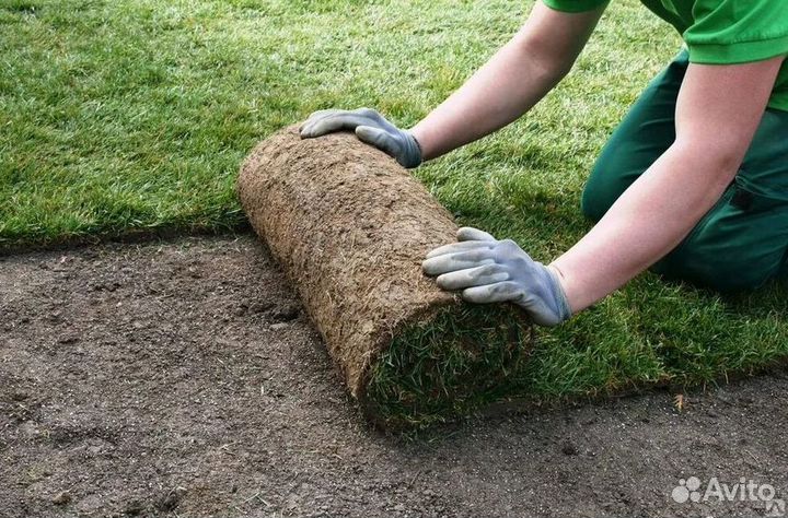 Газон рулонный