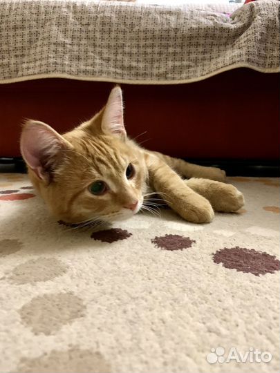 Замечательный котик в хорошие руки