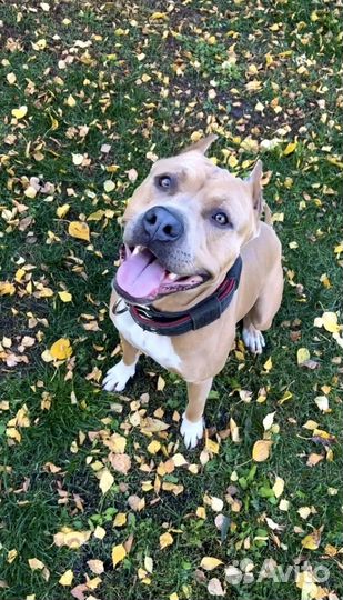 Вязка собак