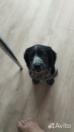 Русский спаниель