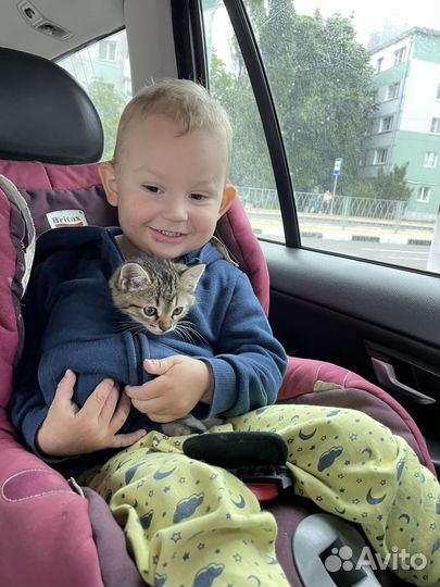 Котенок в добрые руки