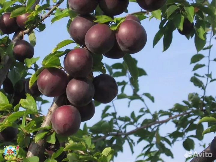 Абрикос черный саженцы