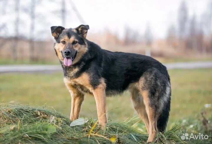 Собака Тельма