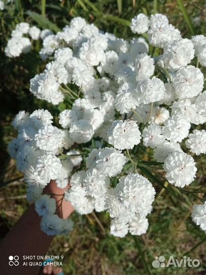 Садовые многолетники