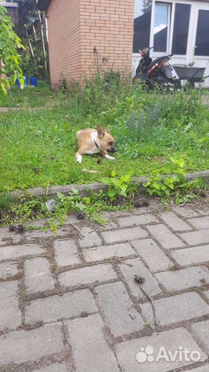 Собака в добрые руки