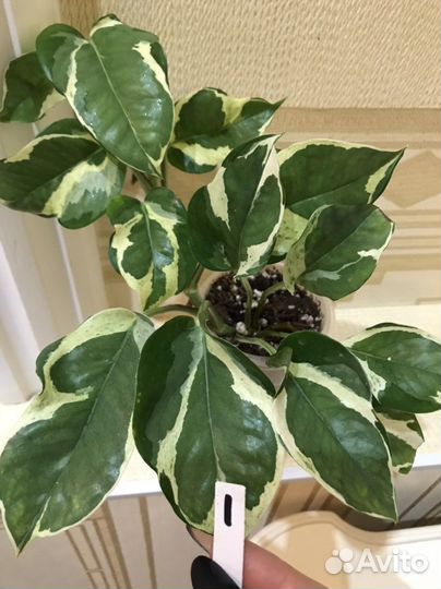 Эпипремнум White var Big Leaves