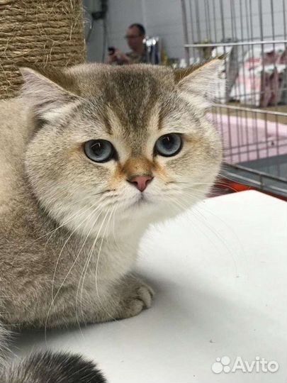 Синеокий принц, вязка