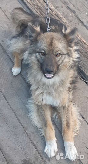 Собака отдам