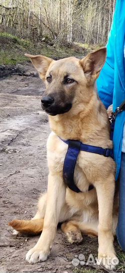 Овчарка метис после дома в приют