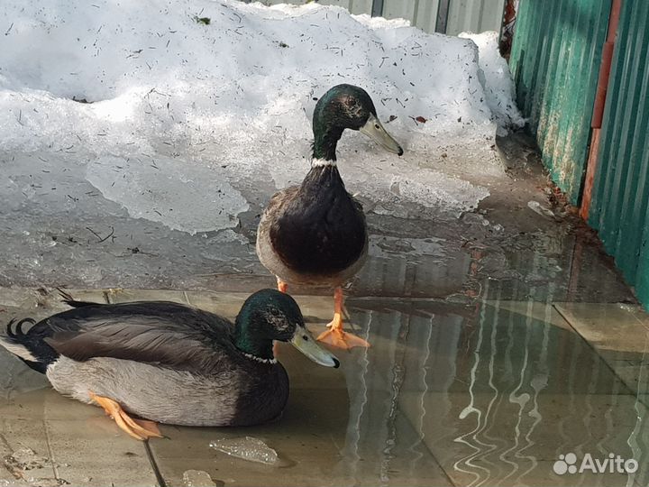 Селезни кряквы, инкубационное яйцо дикой утки