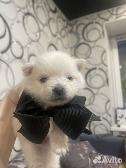 Малый немецкий шпиц