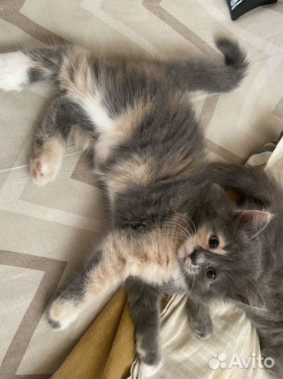 Кошка