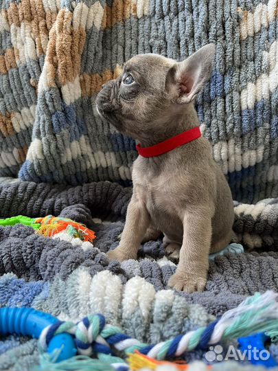 Французский бульдог щенки