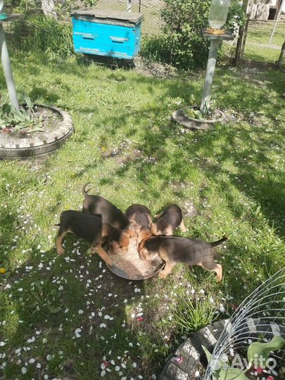 Щенки русской гончей