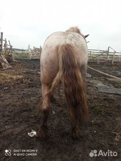 Два жеребца на племя