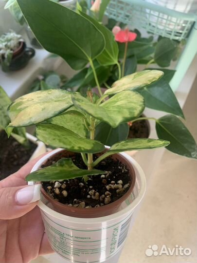 Хойя аустралис Лиза