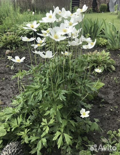 Анемона - многолетнее растение