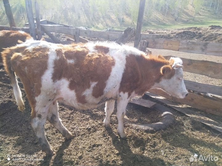 Продам бычков и телок